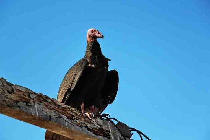 Urubu - Abutres, aves, animais - Imagem de Joel Alarcon por Pixabay