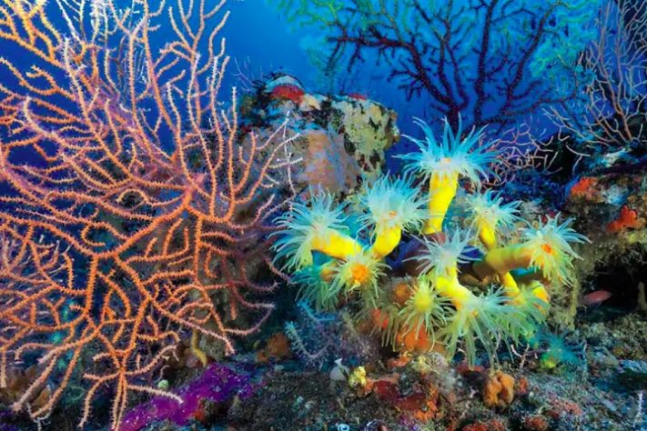 Cientistas descobrem anéis misteriosos no Mar Mediterrâneo