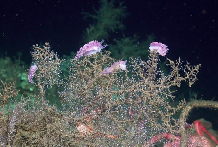 Cientistas descobrem novas espécies nas profundezas do oceano
