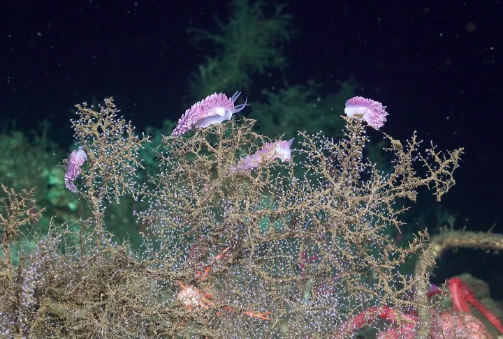 Pesquisadores descobrem novas espécies  em cânions submarinos