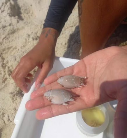 Desaparecimento repentino de tatuís em praias brasileiras preocupa cientistas