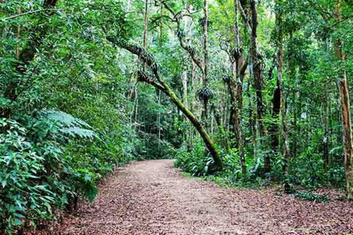Floresta da Tijuca - Gávea Tourist Hotel, Floresta da Tijuca, Rio de Janeiro - Halley Pacheco de Oliveira/Wikimédia Commons