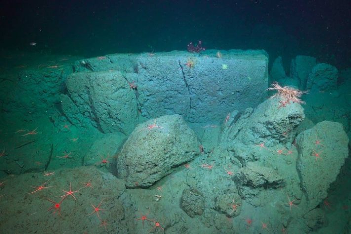 Cientistas descobrem novas espécies nas profundezas do oceano