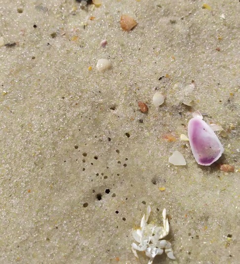 "O que acontece? O tatuí não chega na praia? O tatuí chega mas não sobrevive? São os pormenores que a gente precisa olhar, para cada uma das espécies ou para cada uma das localidades, para tentar destrinchar melhor", ressaltou a pesquisadora.

