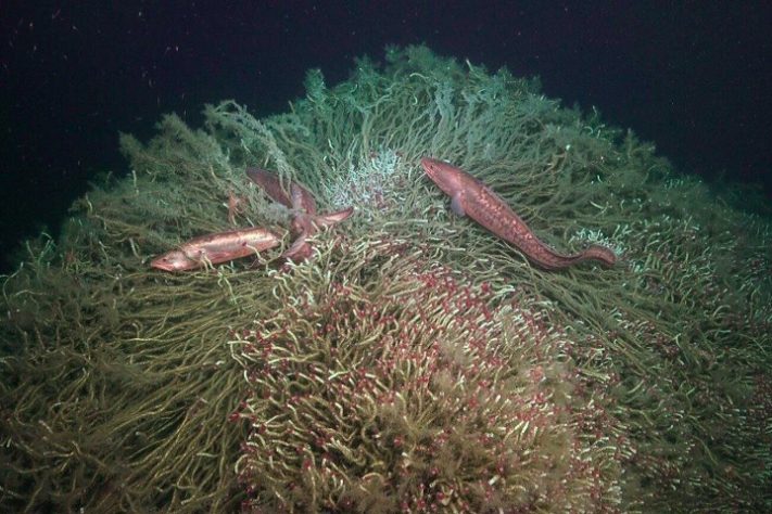 Cientistas descobrem novas espécies nas profundezas do oceano