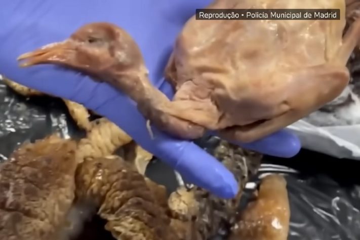 Restaurante em Madri é fechado por servir pombos de rua como se fosse carne de pato