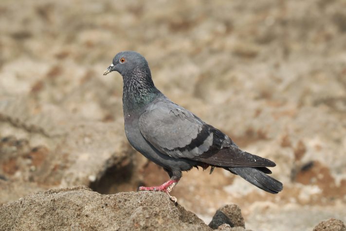 Pombo-comum