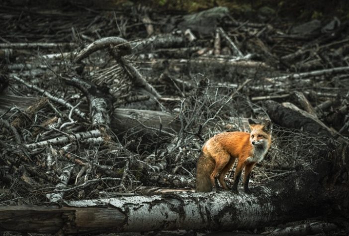 Raposa - crise climática/aquecimento global