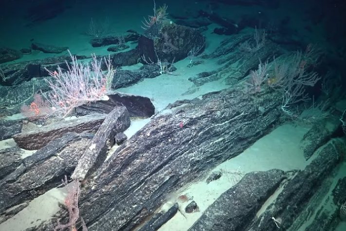 Cientistas descobrem novas espécies nas profundezas do oceano