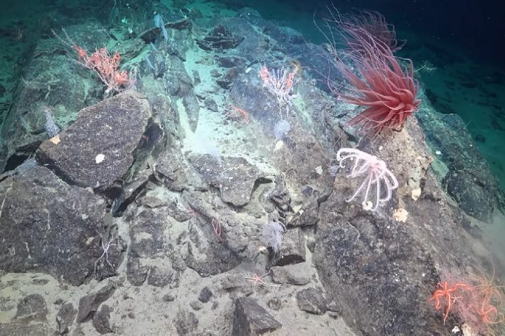 Cientistas descobrem novas espécies nas profundezas do oceano