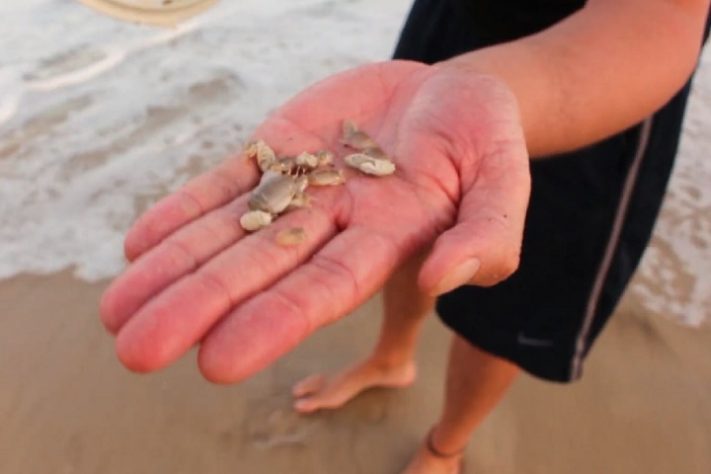 Desaparecimento repentino de tatuís em praias brasileiras preocupa cientistas