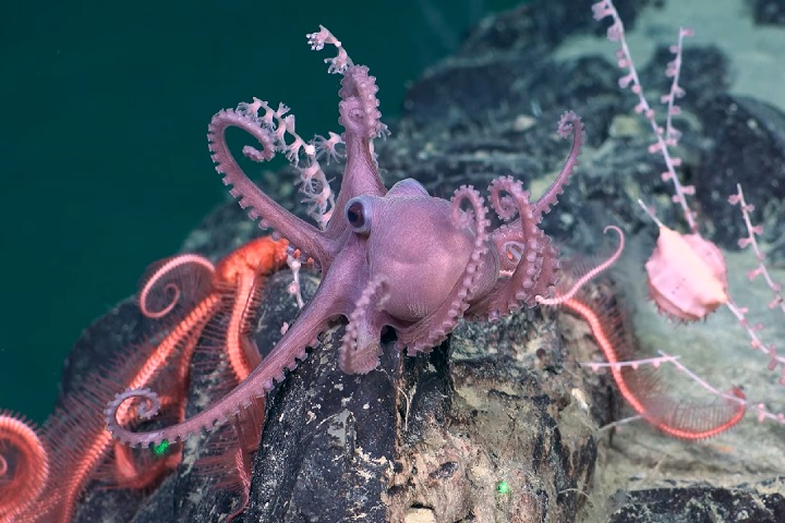 Eles servem de apoio para seres como esponjas e corais de águas profundas, que criam um ambiente onde muitos outros animais podem viver — como pequenos peixes, serpentes-do-mar e polvos.