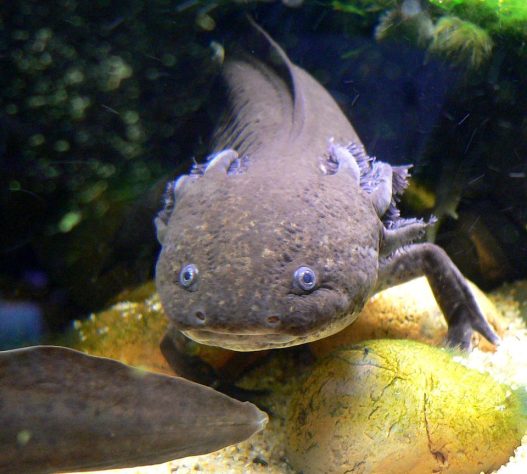 Axolote (Ambystoma mexicanum)