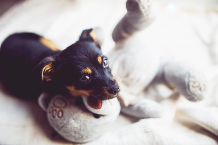 Cachorro e pelúcia