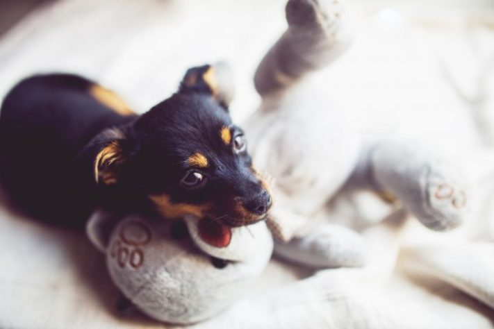 Cachorro e pelúcia