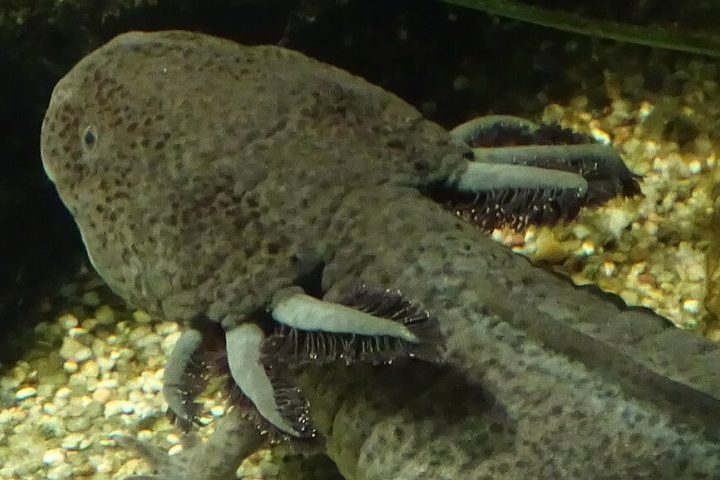 Ele possui uma incrÃ­vel capacidade de regeneraÃ§Ã£o que o permite reconstruir nÃ£o apenas membros perdidos, mas tambÃ©m partes vitais como coraÃ§Ã£o, medula espinhal e atÃ© porÃ§Ãµes do cÃ©rebro!