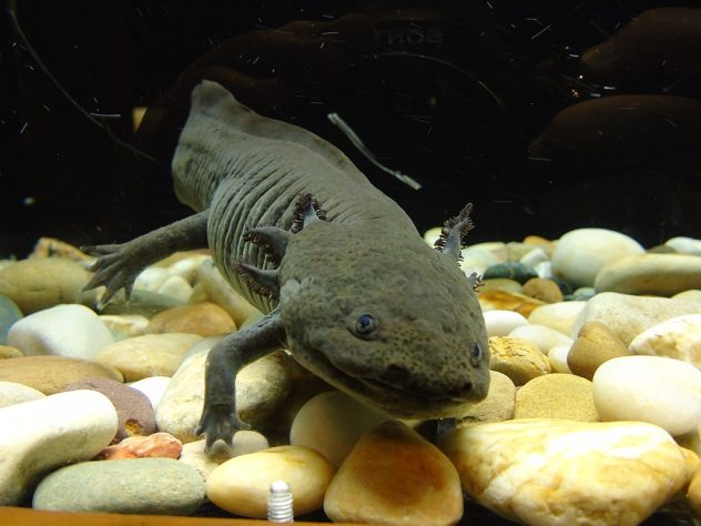 Axolote (Ambystoma mexicanum)