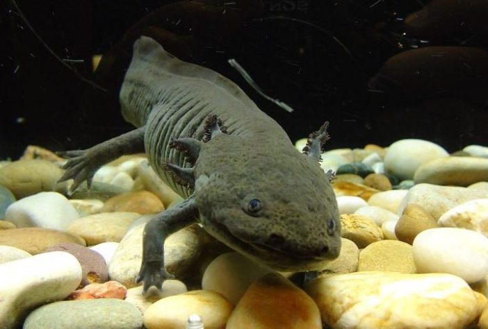 Axolote (Ambystoma mexicanum)