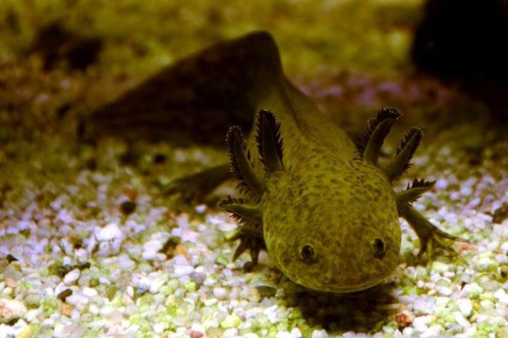Axolote (Ambystoma mexicanum)