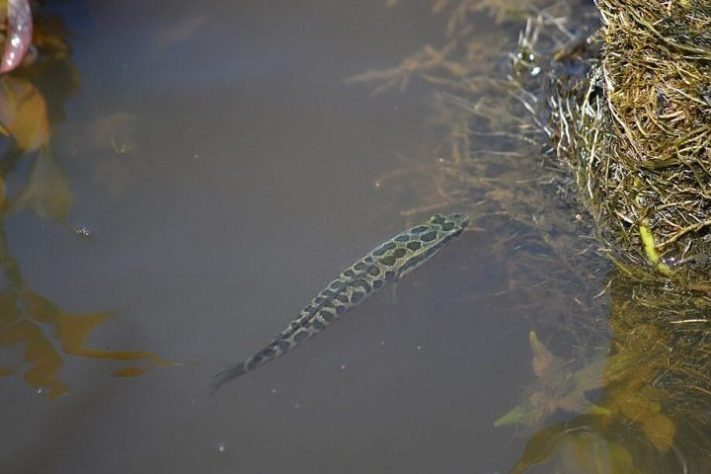 Peixe cabeça-de-cobra-do-norte (Channa argus)