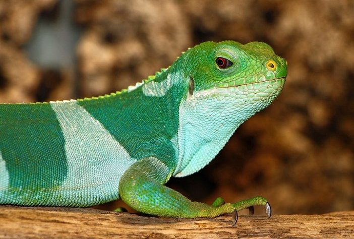 Iguana-de-bandas-de-fiji (Brachylophus fasciatus)