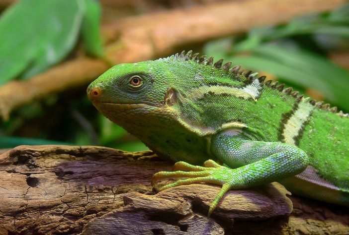 Iguanas de Fiji (Brachylophus vitiensis)