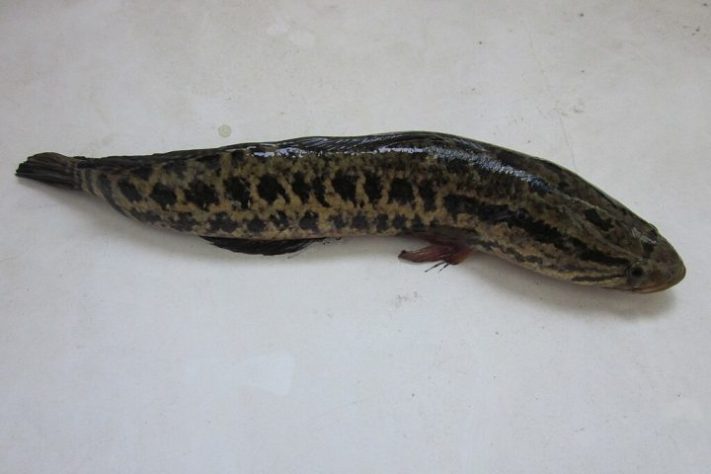 Peixe cabeça-de-cobra-do-norte (Channa argus)