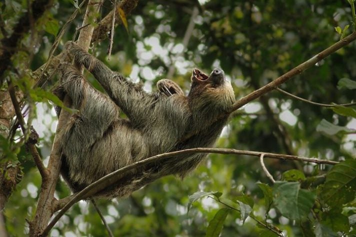 preguiça-de-dois-dedos (Choloepus didactylus)