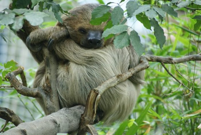 preguiça-de-dois-dedos (Choloepus didactylus)