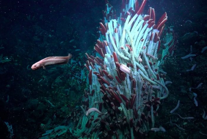 Cientistas descobrem novas espécies nas profundezas do oceano