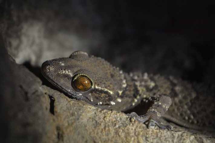 Lagartixa