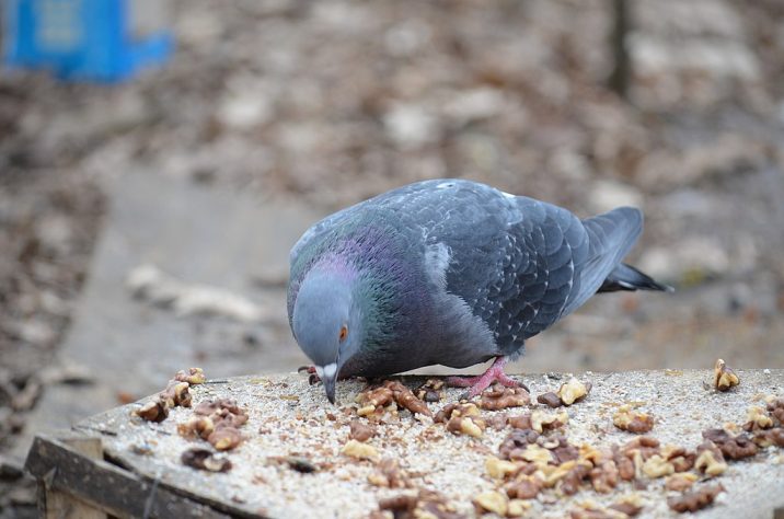 Pombo-comum