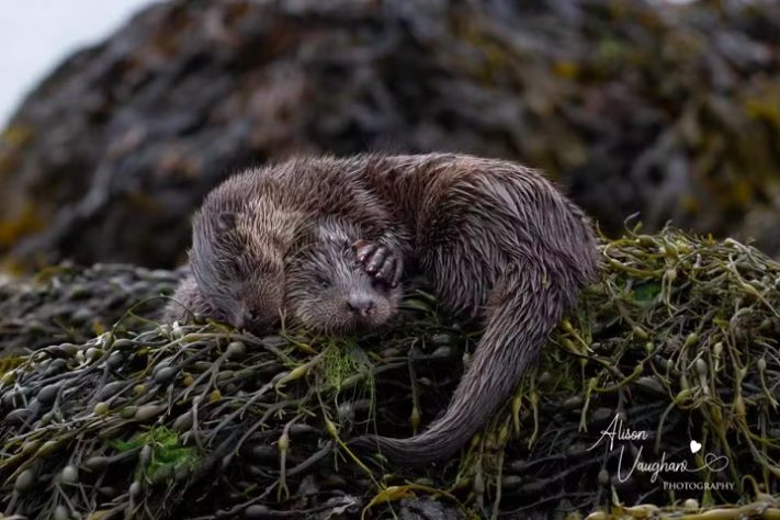 Coma, durma, brinque, repita - Prêmio Britânico de Fotografia da Vida Selvagem