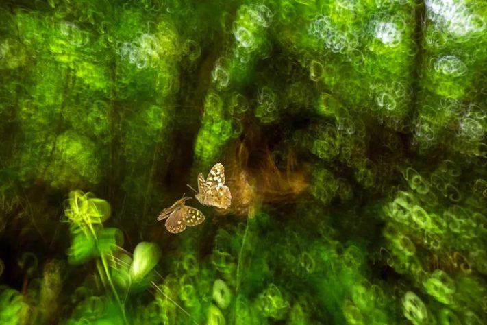 Confronto de borboletas - Prêmio Britânico de Fotografia da Vida Selvagem
