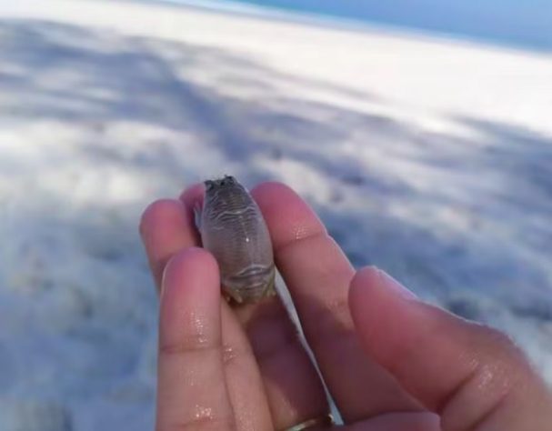 Desaparecimento repentino de tatuís em praias brasileiras preocupa cientistas