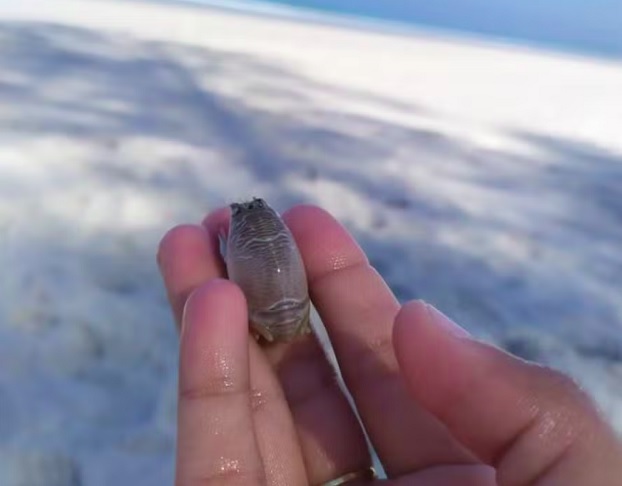 Pesquisadores da Universidade do Estado do Rio de Janeiro (Uerj), Unirio e Fiocruz, com apoio da Fundação de Amparo à Pesquisa do Estado do Rio de Janeiro (Faperj), investigam as causas do declínio desses crustáceos, que em alguns locais já não são mais encontrados.