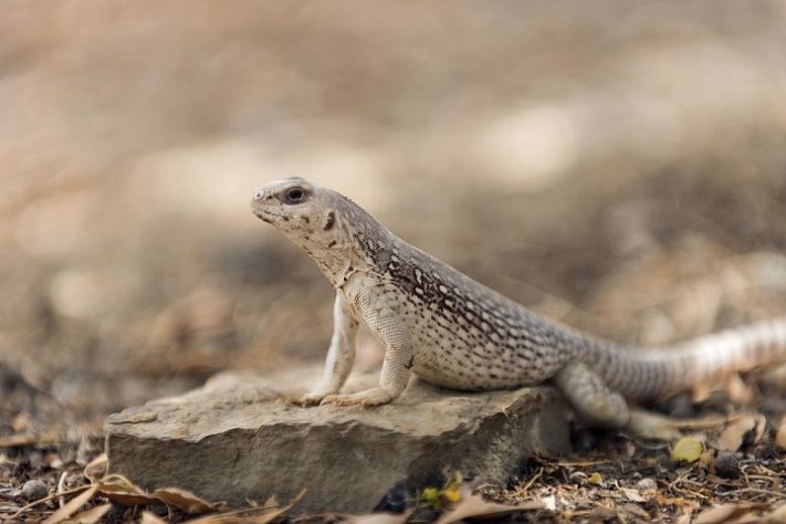 Iguana do deserto (Dipsosaurus)