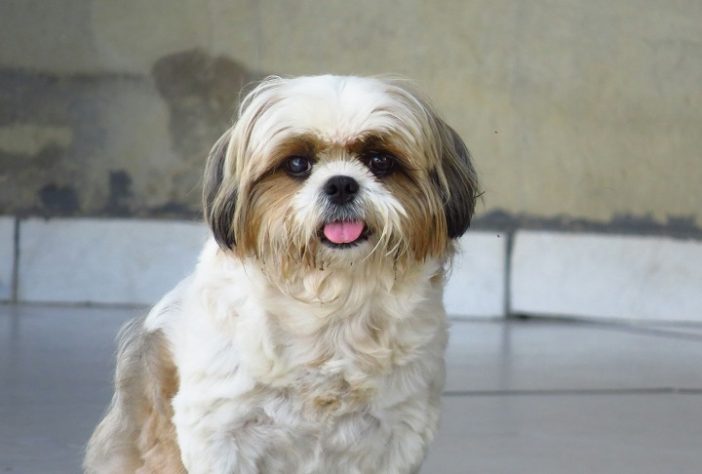 Shih Tzu