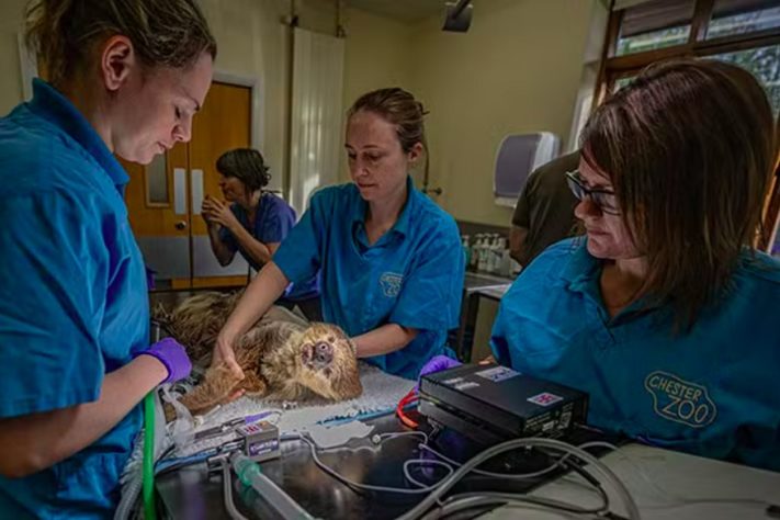Espécie de preguiça endêmica da Amazônia passa por cirurgia inédita para curar dor de dente