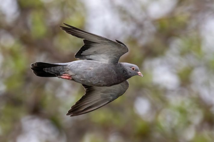 Pombo-comum