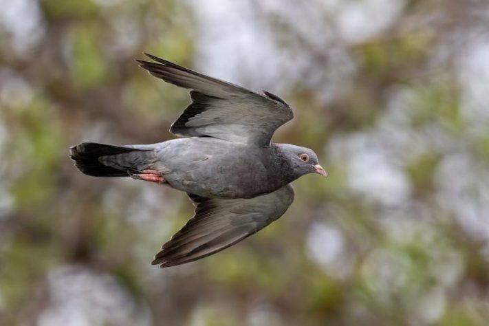 Pombo-comum