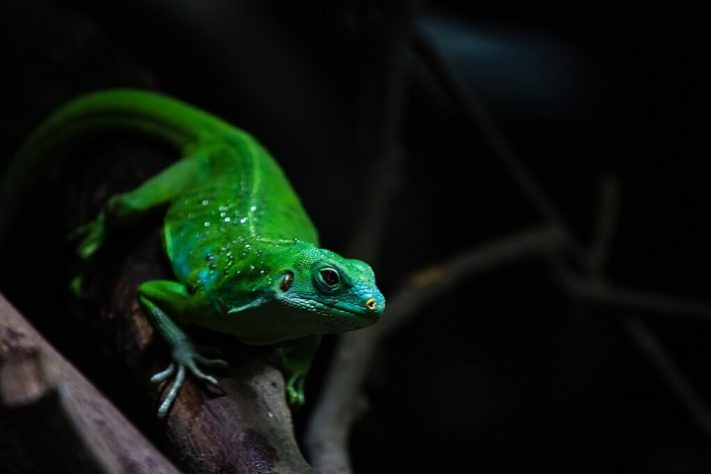 Iguana-de-bandas-de-fiji (Brachylophus fasciatus)