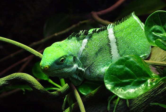 Iguanas de Fiji (Brachylophus vitiensis)