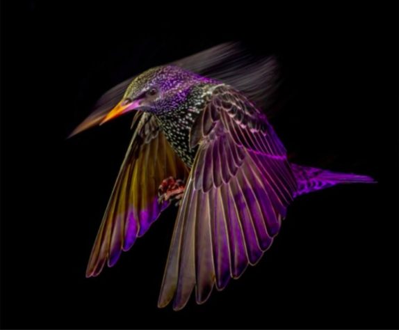 Foto participante do Prêmio Britânico de Fotografia da Vida Selvagem 2024