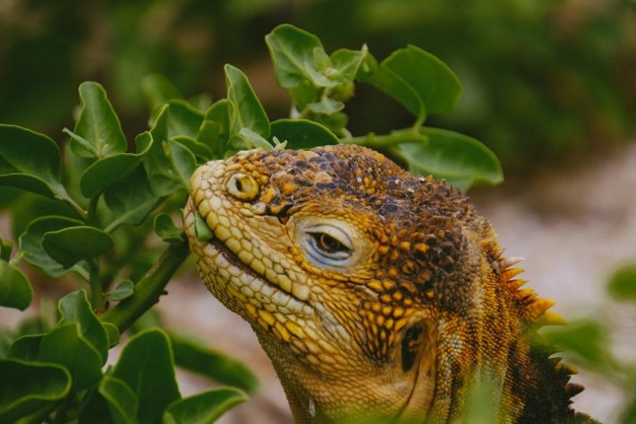 Iguana