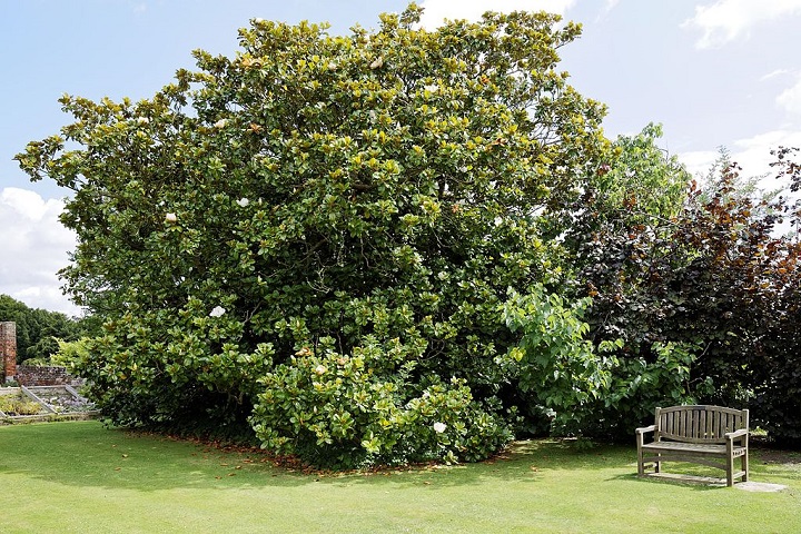 Além de seu valor ornamental, a magnólia também possui propriedades medicinais, sendo usada na medicina tradicional para tratar ansiedade, inflamações e problemas respiratórios.