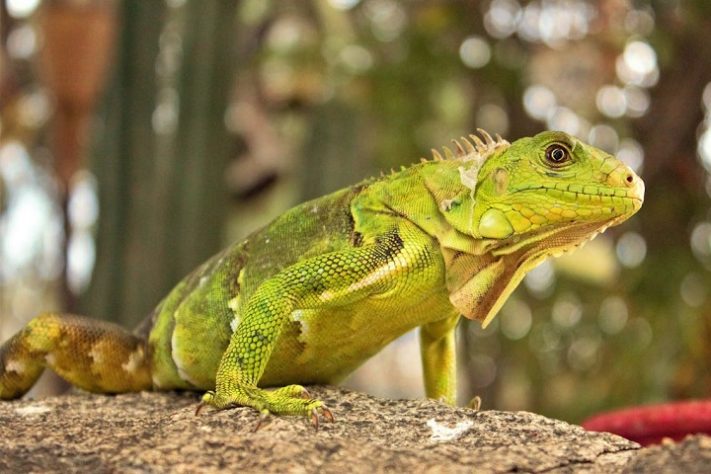 Iguana