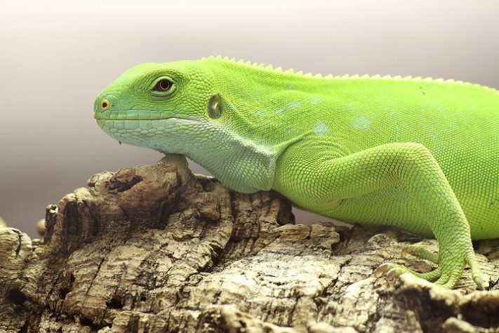 Iguana de Fiji