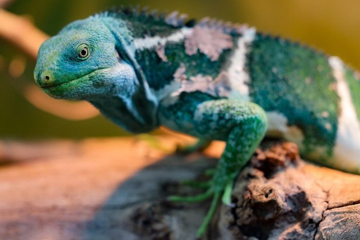 Iguana de Fiji