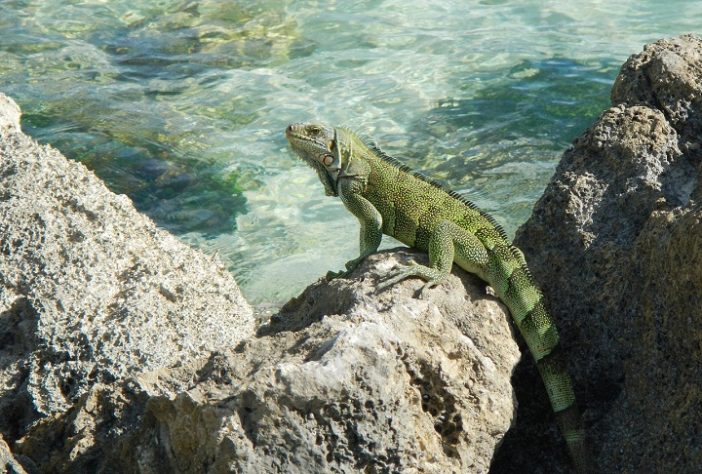 Iguana 